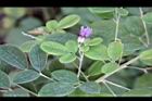 毛胡枝子-花11.jpg