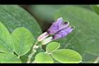 毛胡枝子-花12.jpg