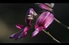 毛胡枝子-花15.JPG