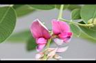 毛胡枝子-花18.JPG