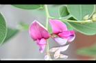 毛胡枝子-花19.JPG