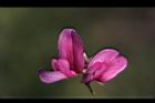 毛胡枝子-花22.JPG
