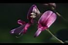 毛胡枝子-花25.JPG