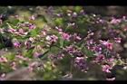 毛胡枝子-花序00.JPG