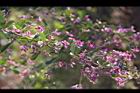毛胡枝子-花序01.JPG