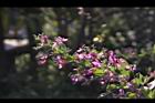 毛胡枝子-花序08.JPG