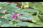 毛胡枝子-花序13.JPG