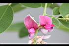 毛胡枝子-花序15.JPG