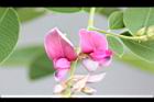 毛胡枝子-花序16.JPG