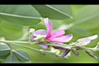 毛胡枝子-花序18.JPG