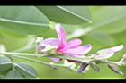 毛胡枝子-花序19.JPG