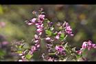 毛胡枝子-花序22.JPG