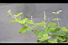 毛胡枝子-花苞1.JPG