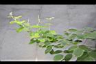 毛胡枝子-花苞3.JPG