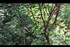 毛胡枝子-莖00.JPG