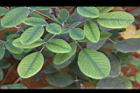 毛胡枝子-葉11.jpg