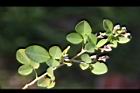 毛胡枝子-葉13.JPG