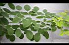 毛胡枝子-葉4.JPG