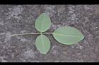 毛胡枝子-葉背6.JPG