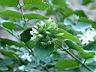 毛茉莉12.JPG