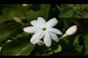 毛茉莉-花04.jpg