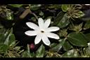 毛茉莉-花16.JPG