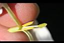 毛茉莉-花蕊1.jpg