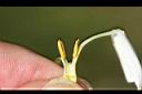 毛茉莉-花蕊2.jpg