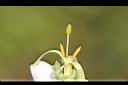 毛茉莉-花蕊3.jpg