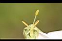 毛茉莉-花蕊4.jpg