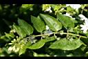 毛茉莉-葉1.jpg