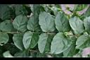 毛茉莉-葉3.jpg
