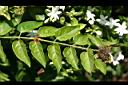 毛茉莉-葉序00.jpg