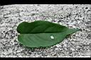 毛茉莉-葉正.jpg