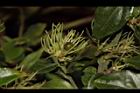 毛茉莉-實02.JPG