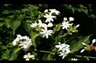 毛茉莉-花03.jpg
