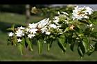 毛茉莉-花09.jpg