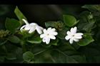 毛茉莉-花13.jpg