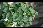 毛茉莉03.jpg