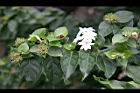 毛茉莉04.jpg