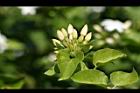 毛茉莉10.jpg