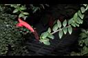 口紅花-花10.JPG