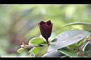 口紅花-花萼00.JPG