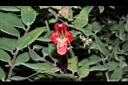 口紅花-花蕊02.JPG