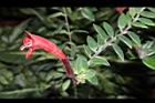 口紅花-花12.JPG
