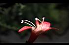 口紅花-花蕊03.JPG