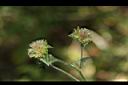 毛蓮菜-實04.JPG
