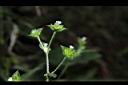 毛蓮菜-花序04.JPG