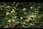 毛蓮菜-實03.JPG