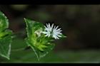 毛蓮菜-花02.JPG